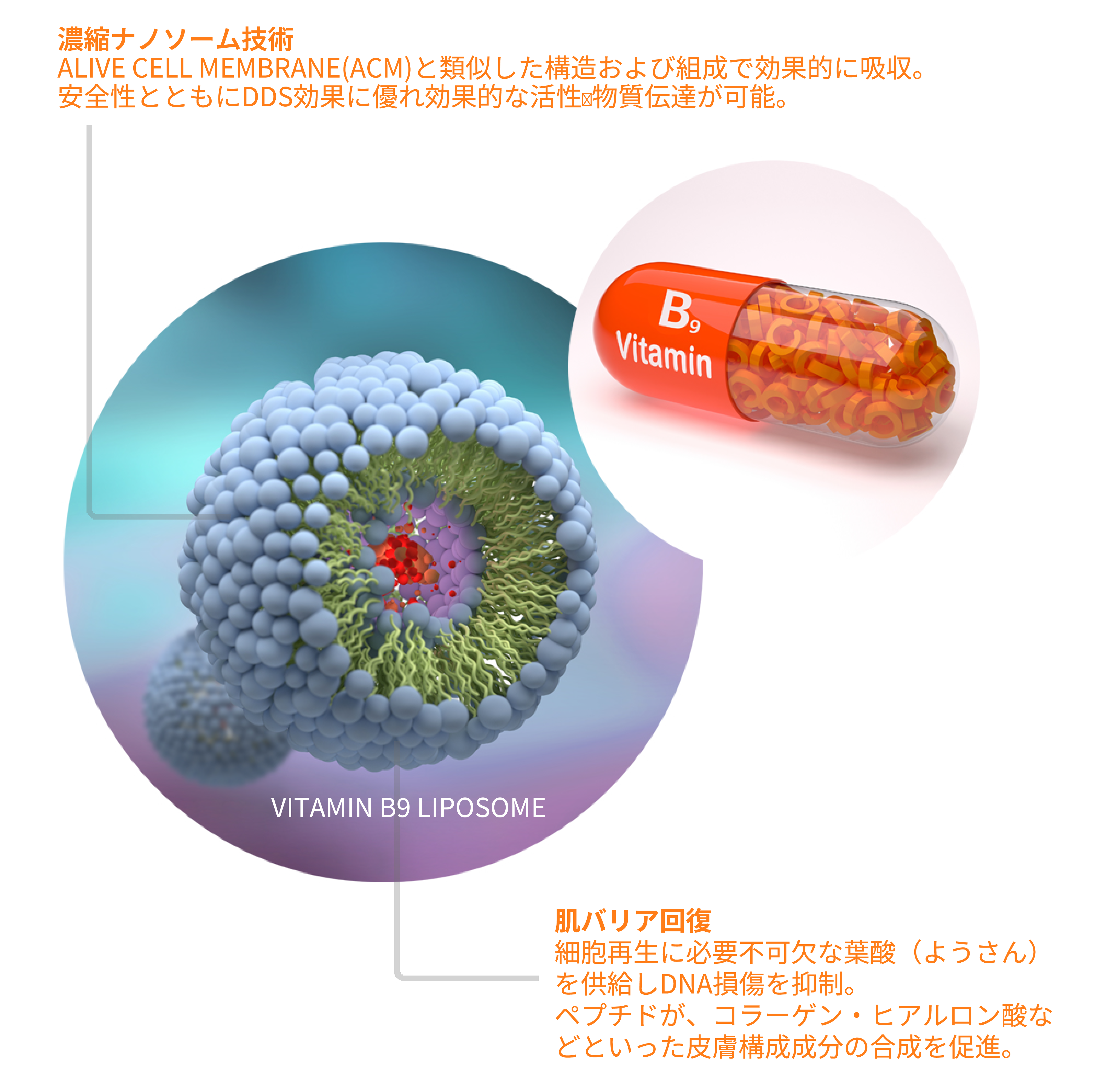 DERMA-7 REPAIR CREAM　ダーマリペアクリーム 【濃縮ナノソーム技術】ALIVE CELL MEMBRANE (ACM) と類似した構造および組成で効果的に吸収。安全性とともにDDS効果に優れ効果的な活性物質伝達が可能。　【肌バリア回復】細胞再生に必要不可欠な葉酸 (ようさん)を供給しDNA損傷を抑制。ペプチドが､コラーゲン・ヒアルロン酸などといった皮膚構成成分の合成を促進。