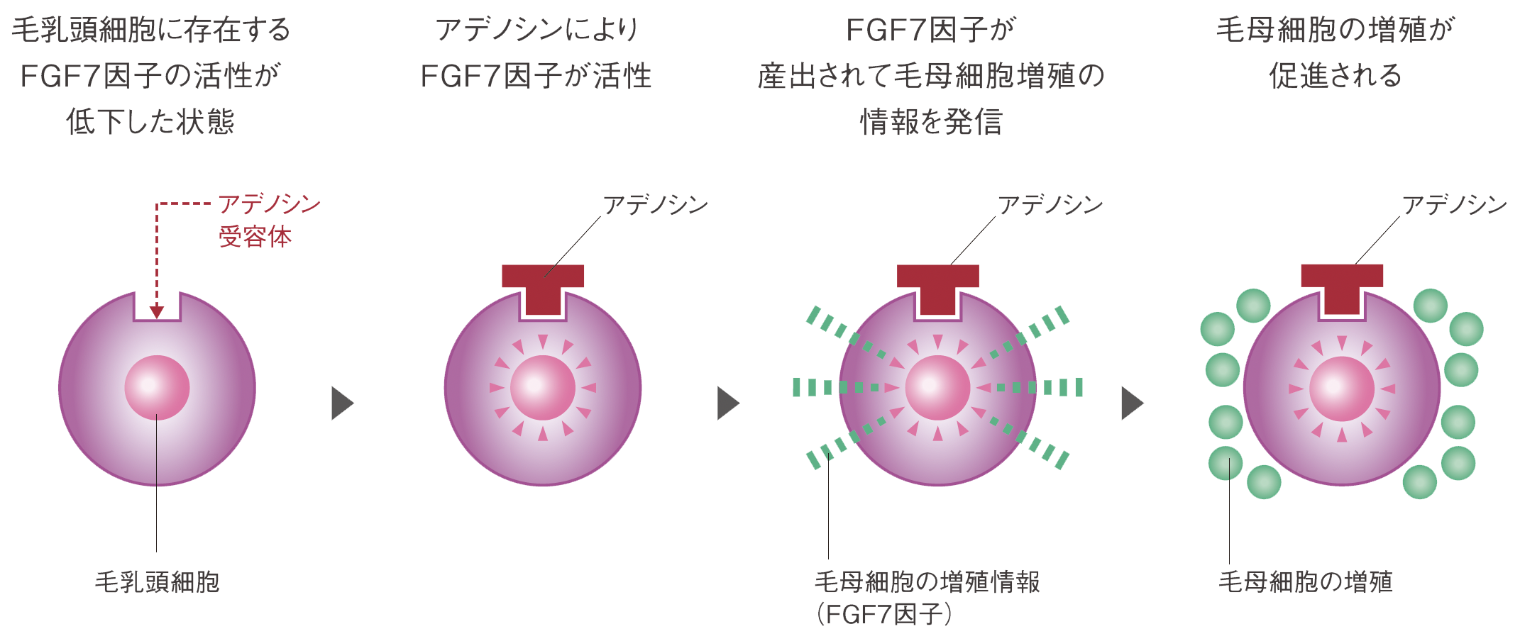 資生堂　プロフェッショナル　ザ・ヘアケア　アデノバイタル　アドバンスト スカルプエッセンス　毛乳頭細胞に存在するFGF7因子の活性が低下した状態　アデノシンによりFGF7因子が活性　FGF7因子が産出されて毛母細胞増殖の情報を発信　毛母細胞の増殖が促進される